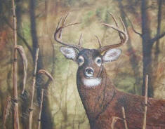 101_0006WHITETAIL PORTRAIT.jpg